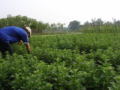 Các bệnh lây nhiễm trên cây trồng liên quan tới nấm