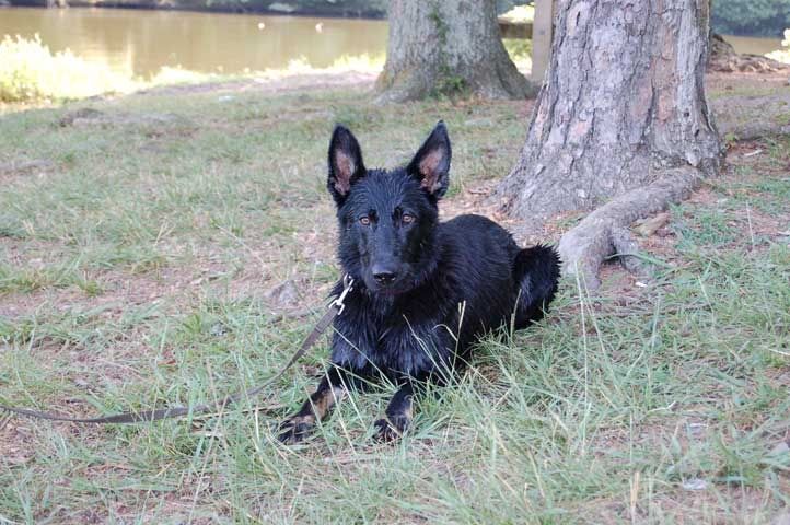 German Shepherd water