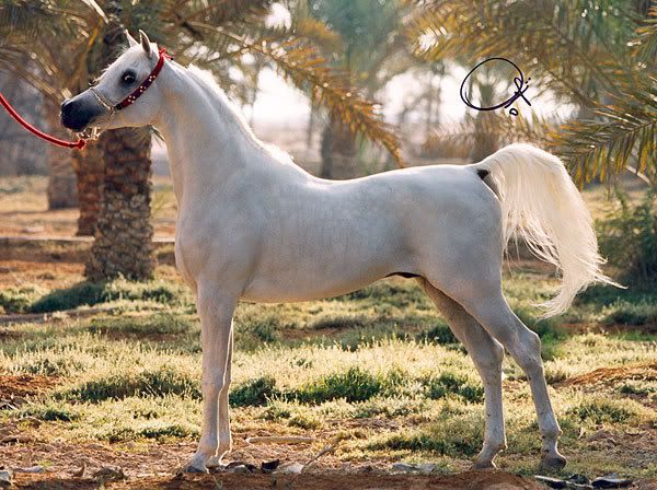 El Thayba Stud http://i94.photobucket.com/albums/l101/vilppu1/rando/elthaybastud1s.jpg