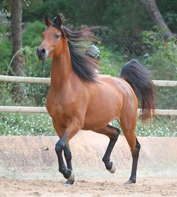 Viona, kopiointi kielletty!