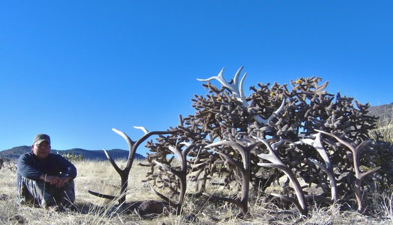 DW3-10-07Cholla.jpg