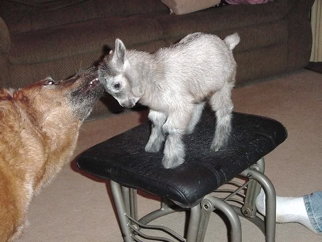 Lets See Em! (your Best Pictures! ) - Goats