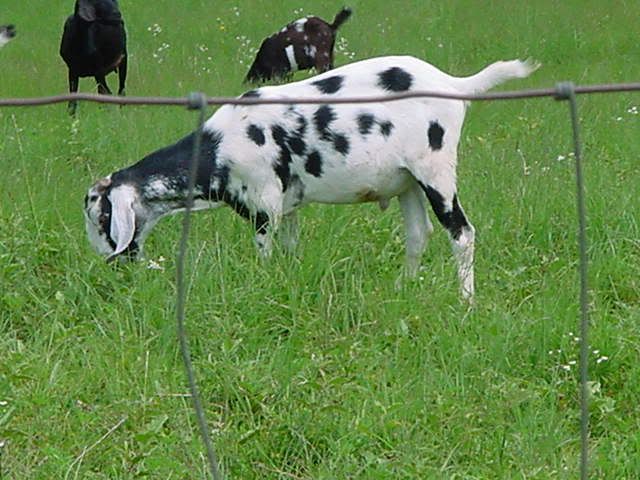 Lets See Em! (your Best Pictures! ) - Goats