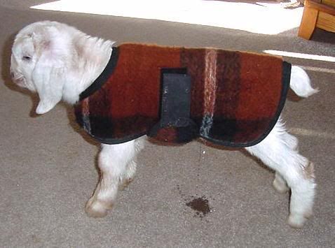 New kid on cold night (pic) - Goats