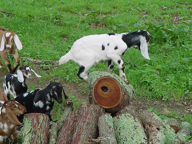 Lets See Em! (your Best Pictures! ) - Goats