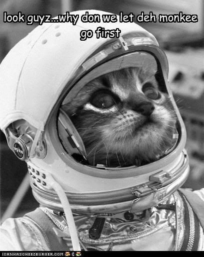 69f13_funny-pictures-kitties-in-space-whatz-next-pigz.jpg