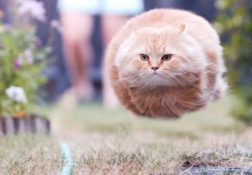 catm.jpg