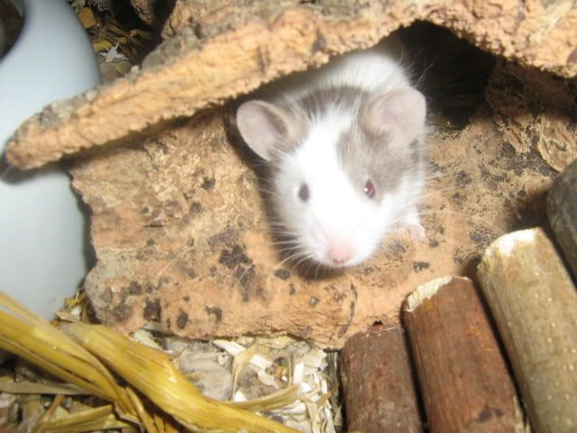 Bild