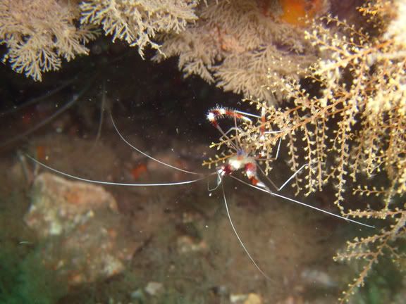 BandedCoralShrimpBlueHeronBridgeeas.jpg