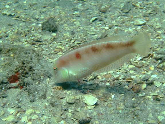 PearlyRazorfishmaleBlueHeronBridgee.jpg