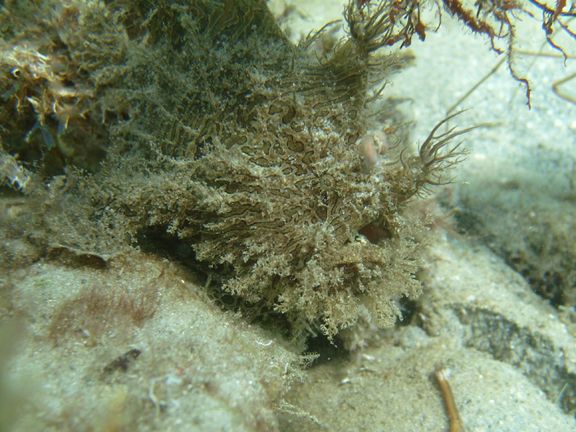 StriatedFrogfishBlueHeronBridgeeast.jpg