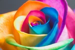 http://i94.photobucket.com/albums/l105/lonesomedove_2006/Flowers/HappyRose_PerfectRainbow.jpg