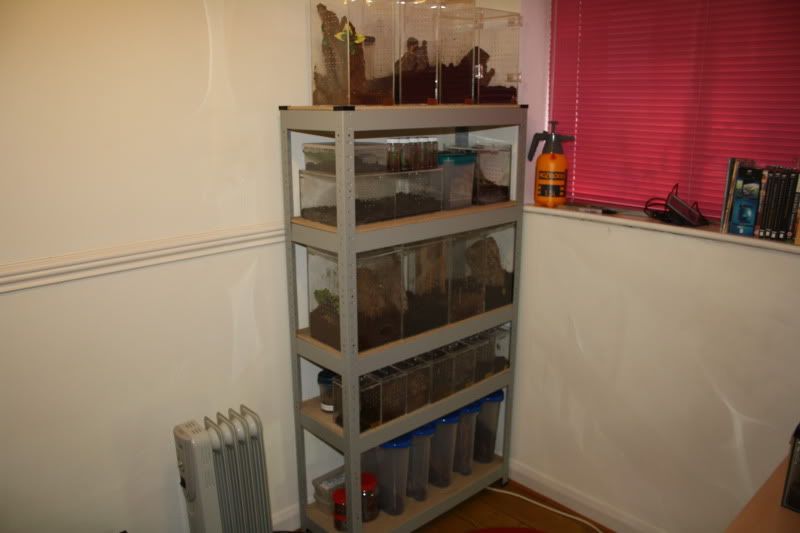 New shelving unit for my Ts Reptile Forums