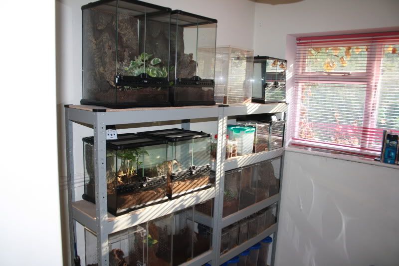 New shelving unit for my Ts Reptile Forums