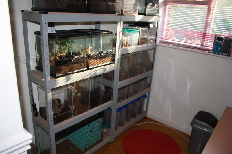 New shelving unit for my Ts Reptile Forums
