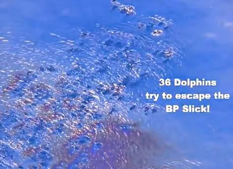 dolphin,oiled dolphin,BP oil,climate,nature,tragedy