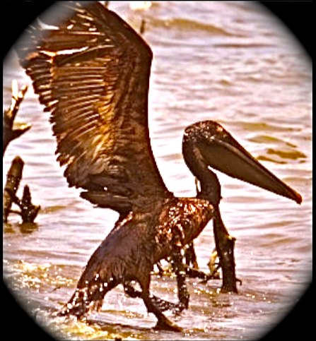 Climate,Nature,Tragedy,BP,pelicans,louisiana marshes,wetlands,Oil Spill