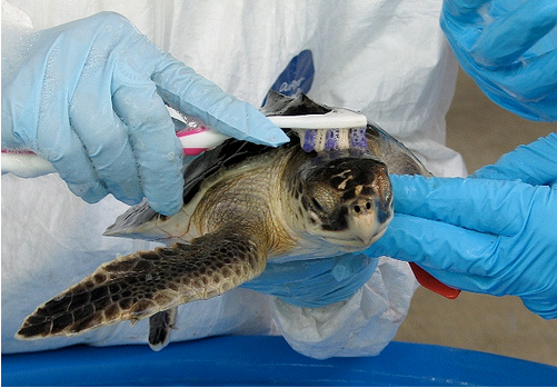 BP oil spill,turtle,ridley's sea turtle,oiled turtle,turtle gets bath,UC Davis
