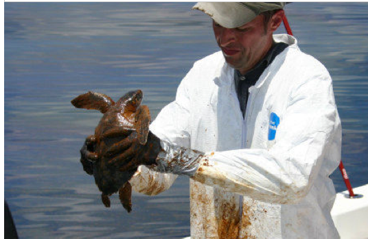 BP oil spill,turtle,ridley's sea turtle,oiled turtle,turtle gets bath,UC Davis