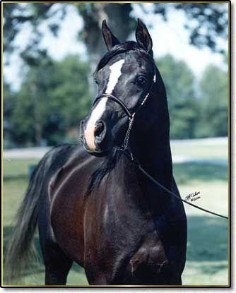 Black Arabian
