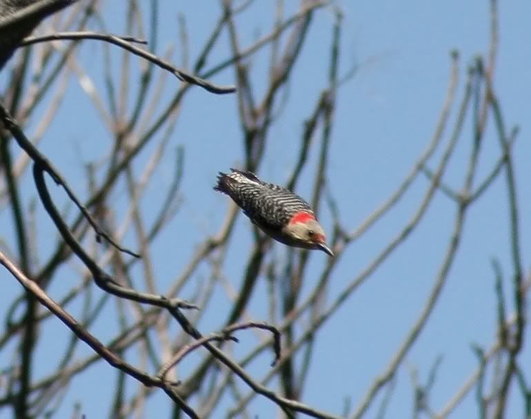 IMAGE: http://i94.photobucket.com/albums/l108/miniflash_2006/Birds/IMG_3463_filtered.jpg