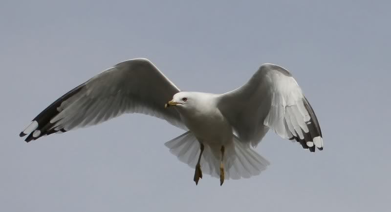 IMAGE: http://i94.photobucket.com/albums/l108/miniflash_2006/Birds/IMG_3497_filtered.jpg