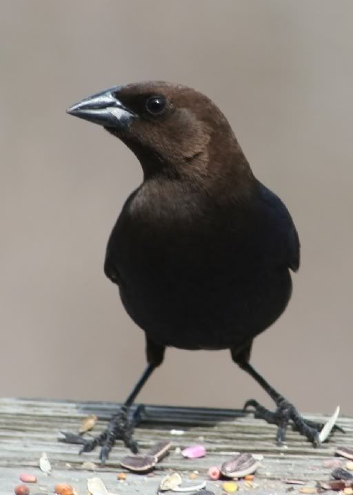 IMAGE: http://i94.photobucket.com/albums/l108/miniflash_2006/Birds/IMG_7288.jpg