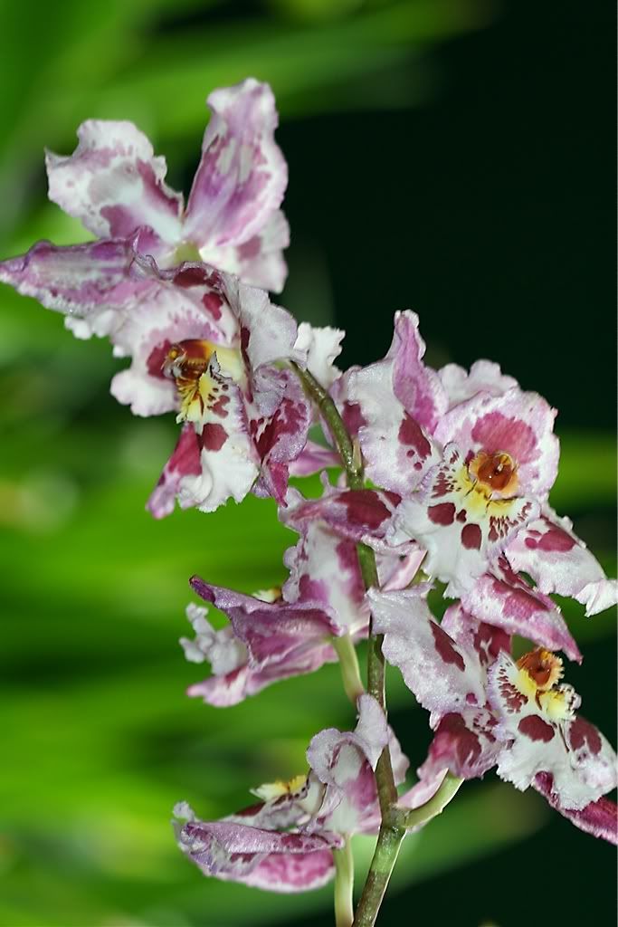 IMAGE: http://i94.photobucket.com/albums/l108/miniflash_2006/Botanical/BotanicalGardens09067.jpg