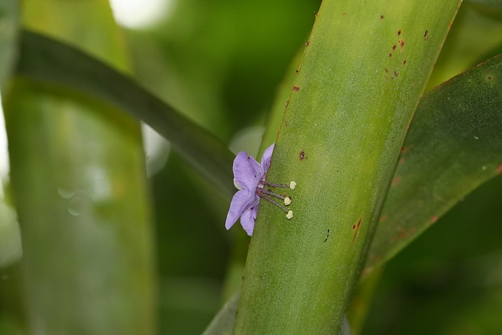 IMAGE: http://i94.photobucket.com/albums/l108/miniflash_2006/Botanical/BotanicalGardens09166.jpg