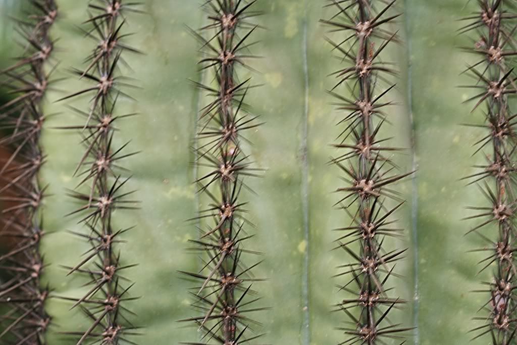 IMAGE: http://i94.photobucket.com/albums/l108/miniflash_2006/Botanical/BotanicalGardens09174jpgrs.jpg