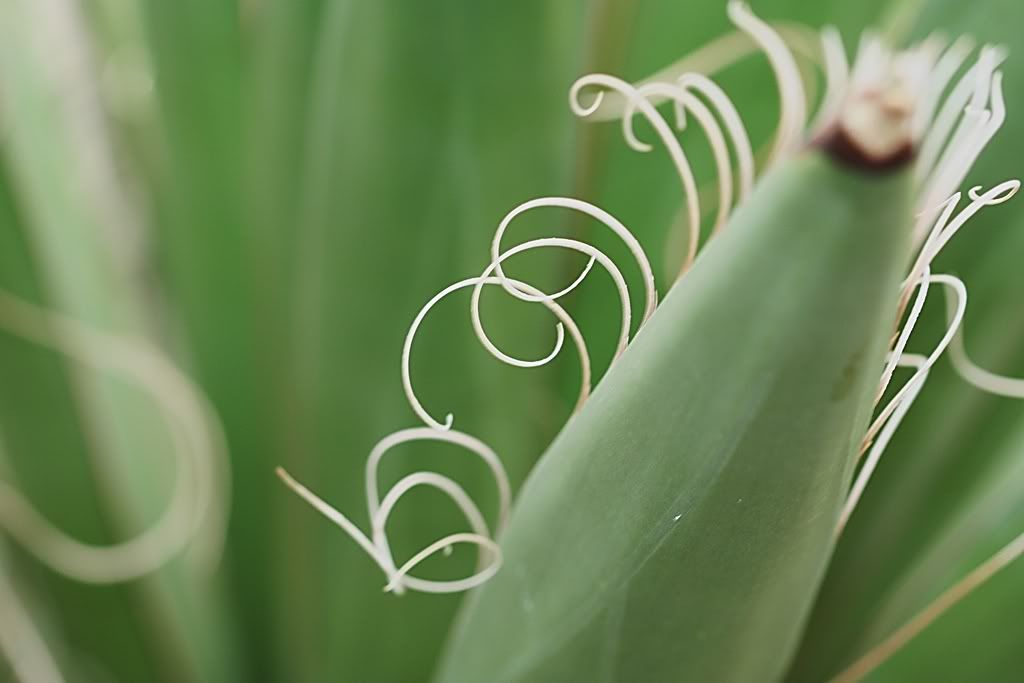 IMAGE: http://i94.photobucket.com/albums/l108/miniflash_2006/Botanical/BotanicalGardens09178.jpg