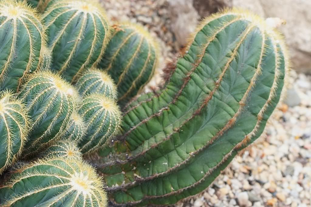 IMAGE: http://i94.photobucket.com/albums/l108/miniflash_2006/Botanical/BotanicalGardens09179.jpg