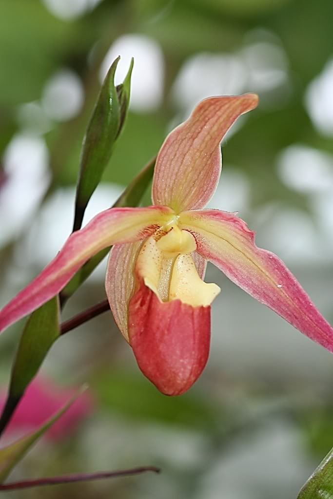 IMAGE: http://i94.photobucket.com/albums/l108/miniflash_2006/Botanical/BotanicalGardens09212.jpg