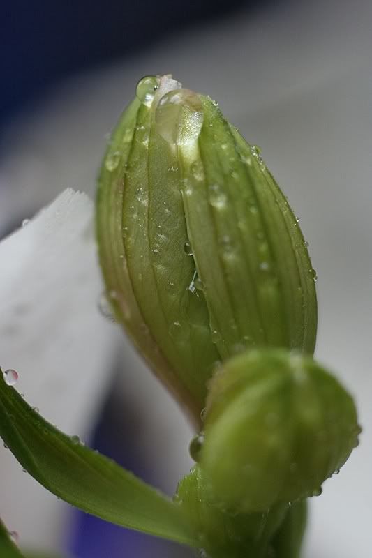 IMAGE: http://i94.photobucket.com/albums/l108/miniflash_2006/Candids/IMG_5392JPGgreen.jpg