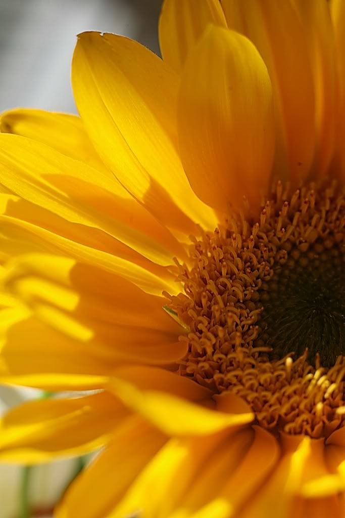 IMAGE: http://i94.photobucket.com/albums/l108/miniflash_2006/Flowers2day056jpgy.jpg