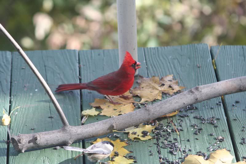 IMAGE: http://i94.photobucket.com/albums/l108/miniflash_2006/IMG_9630.jpg