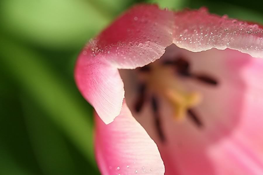 IMAGE: http://i94.photobucket.com/albums/l108/miniflash_2006/Tulips/Tulips3034jpgrs.jpg