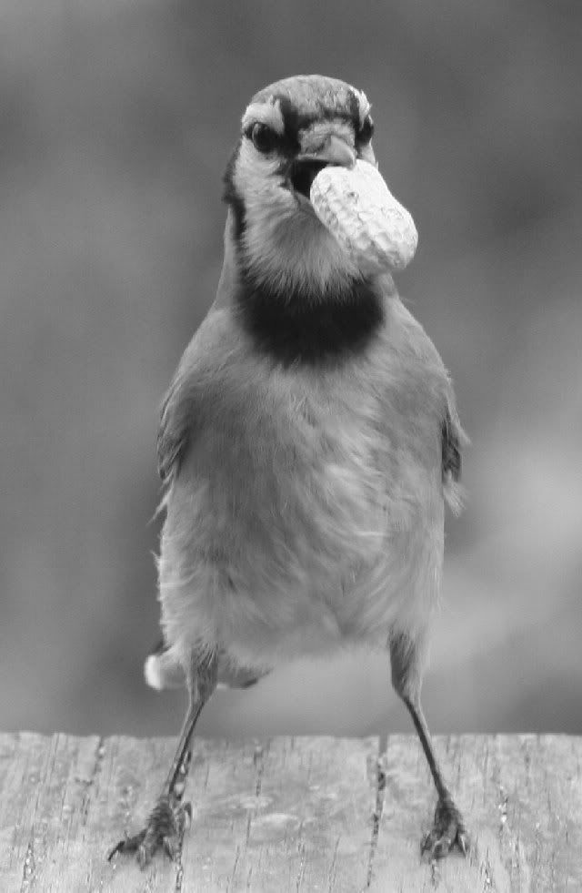 IMAGE: http://i94.photobucket.com/albums/l108/miniflash_2006/black%20and%20white/IMG_7748-1.jpg