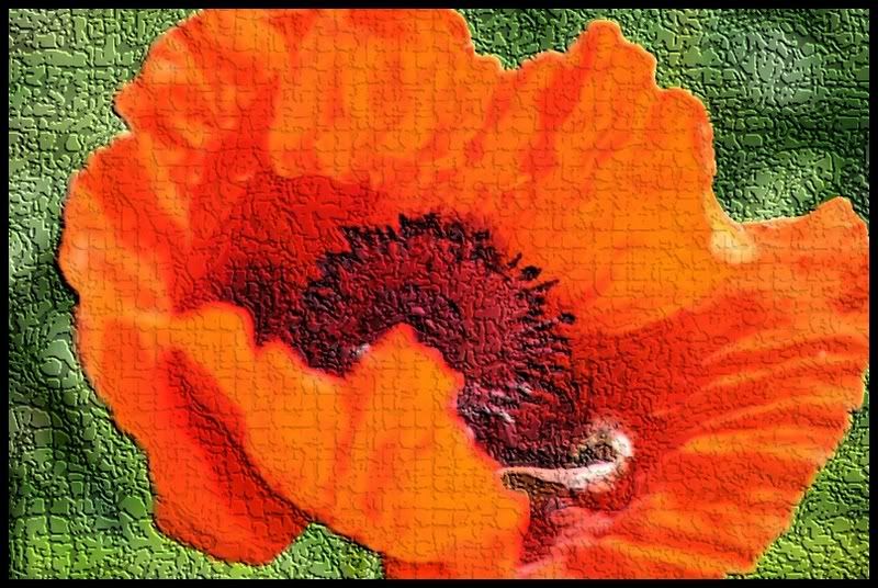 IMAGE: http://i94.photobucket.com/albums/l108/miniflash_2006/flowers/IMG_5360.jpg