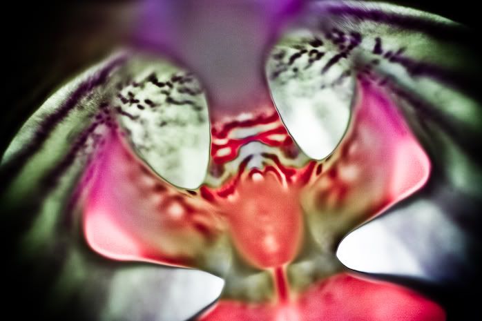 IMAGE: http://i94.photobucket.com/albums/l108/miniflash_2006/new%20pics/IMG_4110.jpg