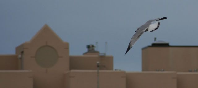 IMAGE: http://i94.photobucket.com/albums/l108/miniflash_2006/new%20pics/gullflight.jpg