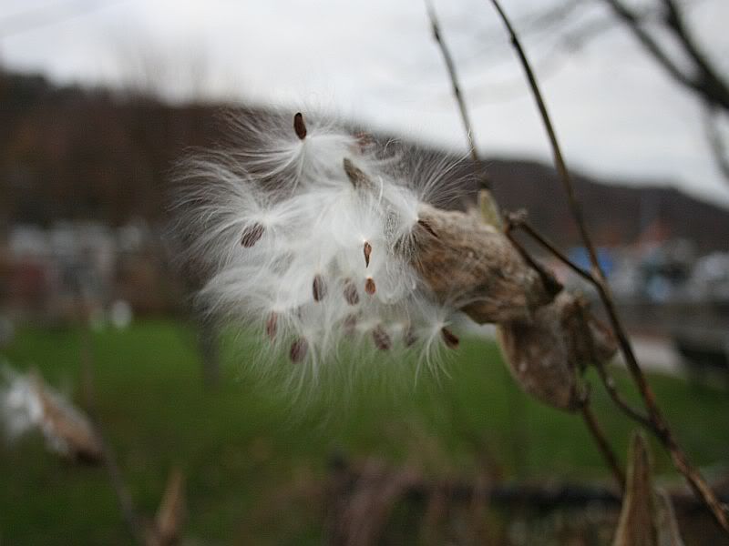 IMAGE: http://i94.photobucket.com/albums/l108/miniflash_2006/non%20flower%20or%20weeds/weed.jpg