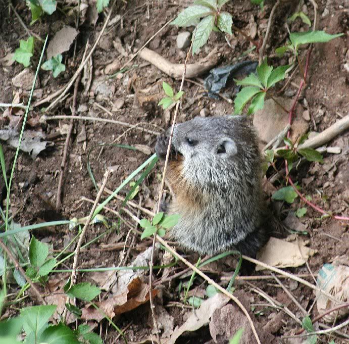 IMAGE: http://i94.photobucket.com/albums/l108/miniflash_2006/used/IMG_6013babygroundhog.jpg