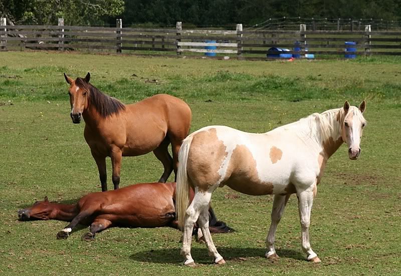 IMAGE: http://i94.photobucket.com/albums/l108/miniflash_2006/used/oregonnmini004.jpg