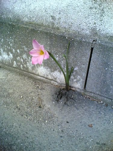 external image flower.jpg