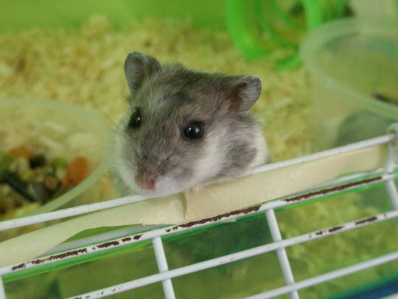 Hamster In Bath