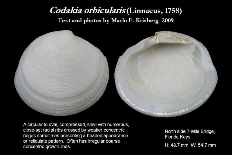 codakia orbicularis
