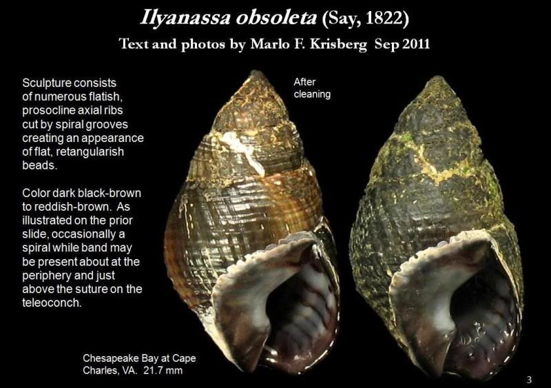 Ilyanassa Obsoleta