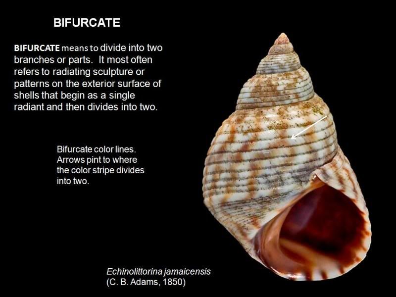 bifurcate définition What is