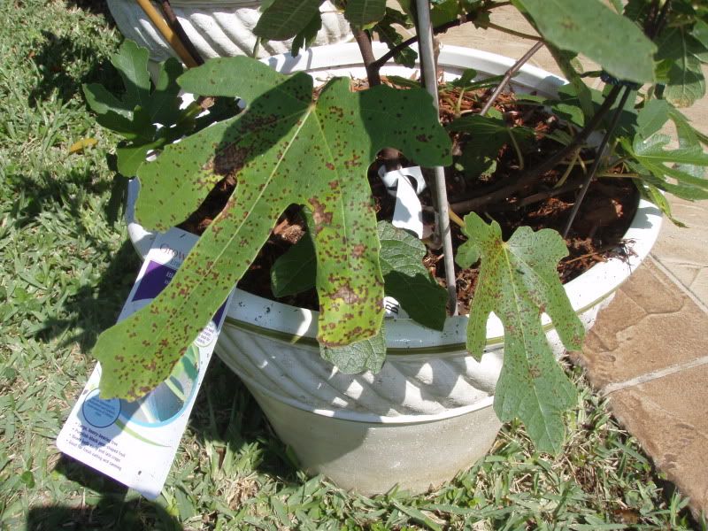 fig rust